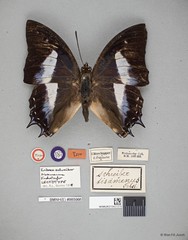 Polyura schreiber tisamenus•&copy; Wan FA Jusoh•All Rights Reserved