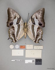 Polyura schreiber tisamenus•&copy; Wan FA Jusoh•All Rights Reserved