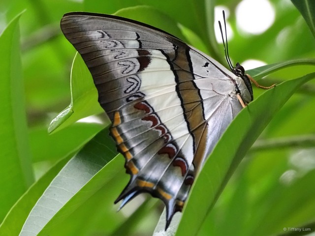 Polyura schreiber tisamenus•&copy; Tiffany Lum•All Rights Reserved