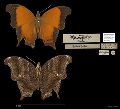 Rhinopalpa polynice eudoxia•&copy; Ang Yuchen•All Rights Reserved