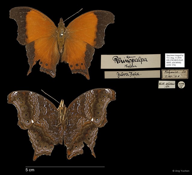 Rhinopalpa polynice eudoxia•&copy; Ang Yuchen•All Rights Reserved