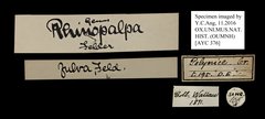 Rhinopalpa polynice eudoxia•All Rights ReservedMuseum Label