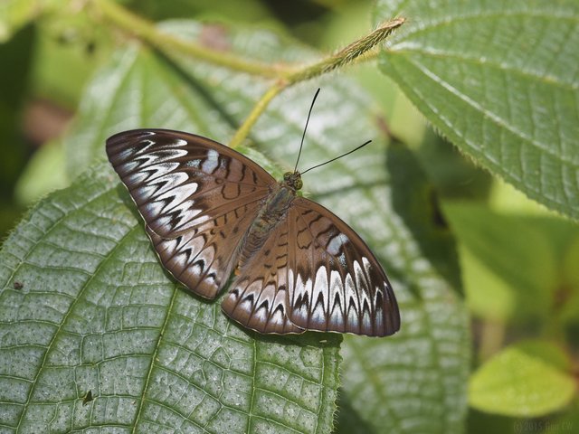 Tanaecia munda subsp. "cf. waterstradti"•&copy; Gan Cheong Weei•CC BY-NC 4.0