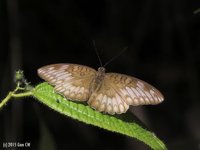 Tanaecia iapis puseda•&copy; Gan Cheong Weei•CC BY-NC 4.0