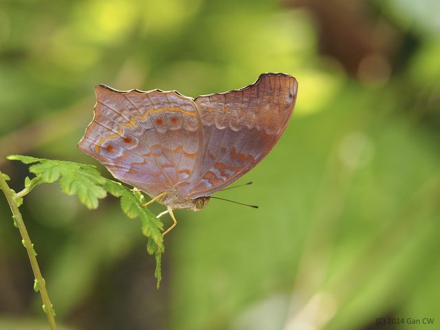 Terinos atlita teuthras•&copy; Gan Cheong Weei•CC BY-NC 4.0