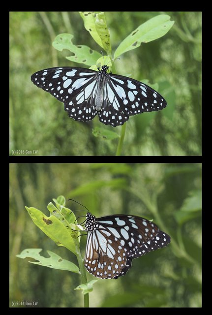 Tirumala limniace exotica•&copy; Gan Cheong Weei•CC BY-NC 4.0