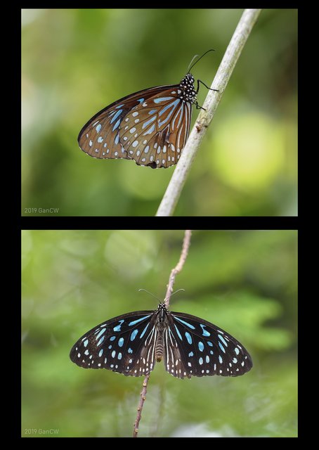 Tirumala septentrionis septentrionis•&copy; Gan Cheong Weei•CC BY-NC 4.0
