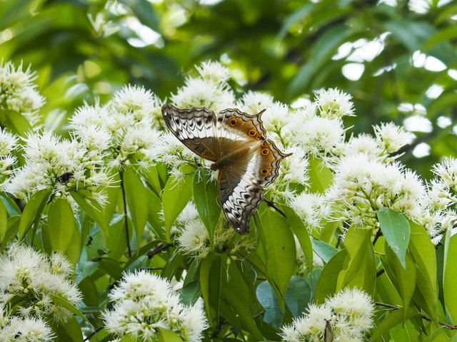 Vindula dejone erotella•&copy; Gan Cheong Weei•CC BY-NC 4.0