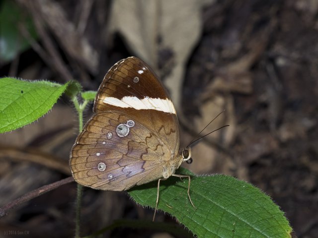 Xanthotaenia busiris busiris•&copy; Gan Cheong Weei•CC BY-NC 4.0