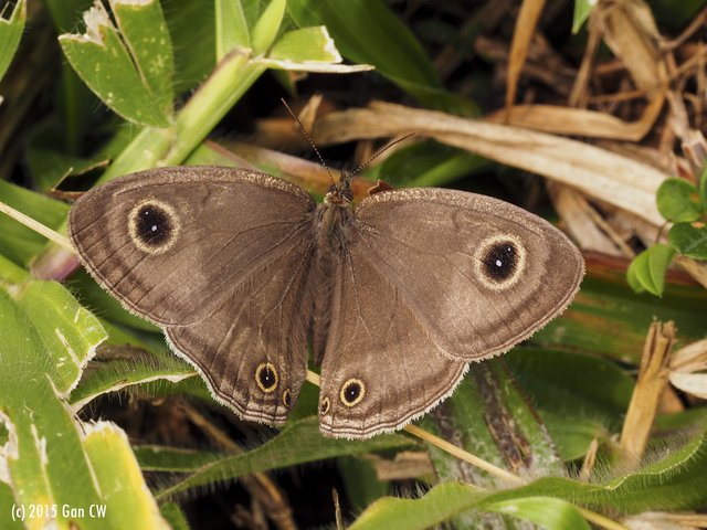 Ypthima pandocus corticaria•&copy; Gan Cheong Weei•CC BY-NC 4.0