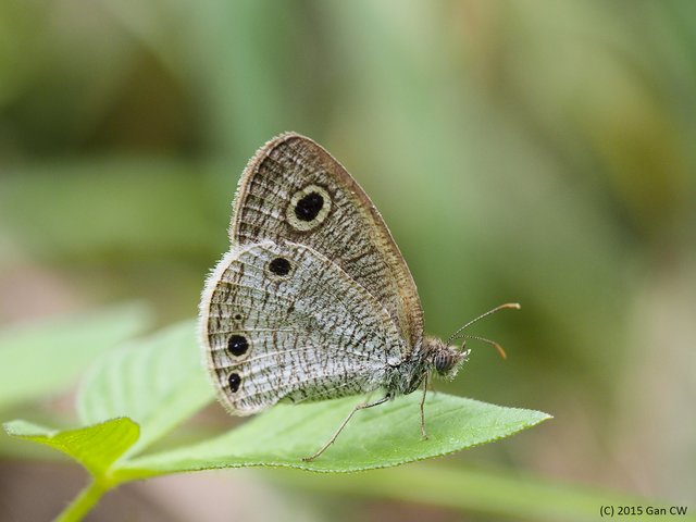 Ypthima huebneri•&copy; Gan Cheong Weei•CC BY-NC 4.0