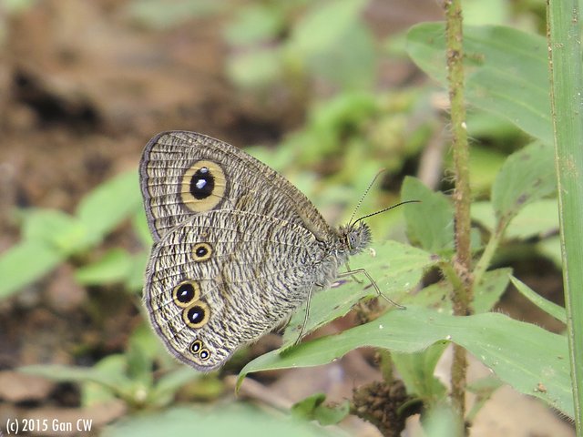 Ypthima baldus newboldi•&copy; Gan Cheong Weei•CC BY-NC 4.0