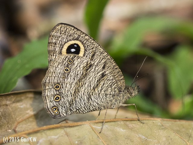 Ypthima fasciata torone•&copy; Gan Cheong Weei•CC BY-NC 4.0