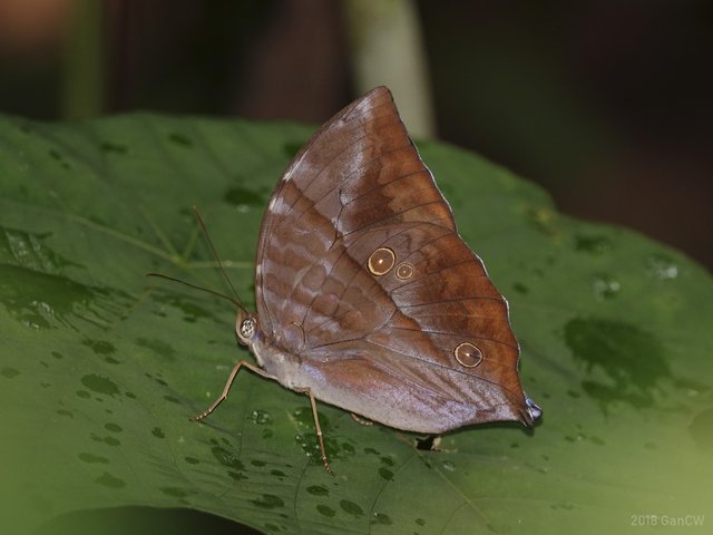 Zeuxidia amethystus amethystus•&copy; Gan Cheong Weei•CC BY-NC 4.0