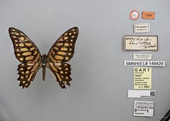 Graphium (Graphium) arycles subsp. "cf. arycles"•&copy; Wan FA Jusoh•All Rights Reserved