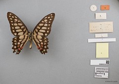 Graphium (Graphium) arycles subsp. "cf. arycles"•&copy; Wan FA Jusoh•All Rights Reserved