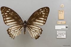 Graphium (Pathysa) ramaceus subsp. "cf. pendleburyi"•&copy; Wan FA Jusoh•All Rights Reserved