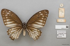 Graphium (Pathysa) ramaceus subsp. "cf. pendleburyi"•&copy; Wan FA Jusoh•All Rights Reserved