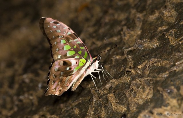 Graphium (Graphium) agamemnon agamemnon•&copy; Marcus Ng Fu Chuan•All Rights Reserved