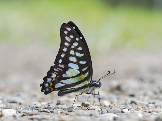 Graphium (Graphium) bathycles bathycloides•&copy; Gan Cheong Weei•CC BY-NC 4.0