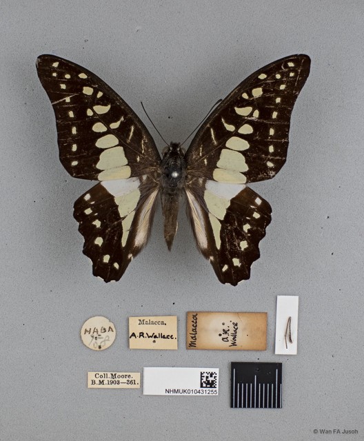 Graphium (Graphium) evemon eventus•&copy; Wan FA Jusoh•All Rights Reserved