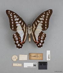Graphium (Graphium) evemon eventus•&copy; Wan FA Jusoh•All Rights Reserved