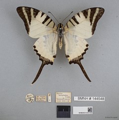Graphium (Pathysa) antiphates itamputi•&copy; Wan FA Jusoh•All Rights Reserved