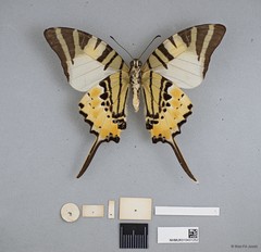 Graphium (Pathysa) antiphates itamputi•&copy; Wan FA Jusoh•All Rights Reserved