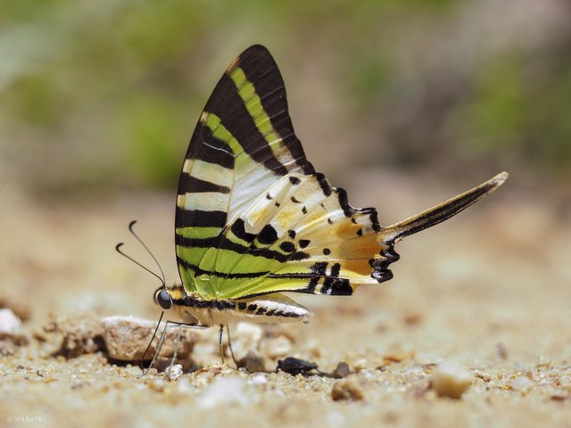 Graphium (Pathysa) antiphates itamputi•&copy; Gan Cheong Weei•CC BY-NC 4.0