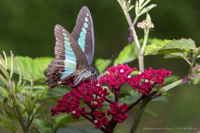 Graphium (Graphium) sarpedon luctatius•&copy; Marcus Ng Fu Chuan•CC BY-NC-ND 4.0