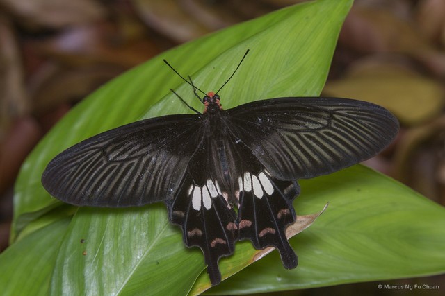 Pachliopta aristolochiae asteris•&copy; Marcus Ng Fu Chuan•All Rights Reserved