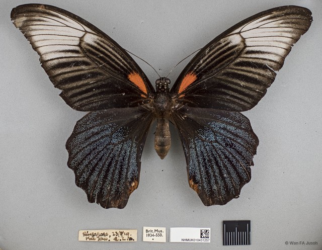 Papilio (Menelaides) agenor•&copy; Wan FA Jusoh•All Rights Reserved