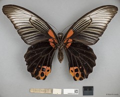 Papilio (Menelaides) agenor•&copy; Wan FA Jusoh•All Rights Reserved
