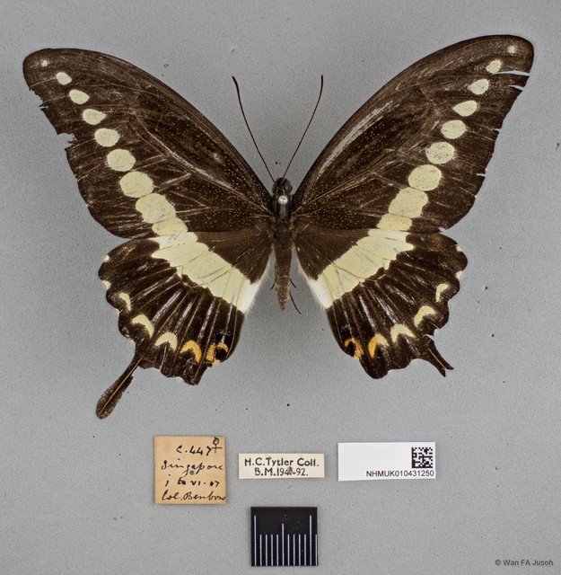 Papilio (Araminta) demolion demolion•&copy; Wan FA Jusoh•All Rights Reserved