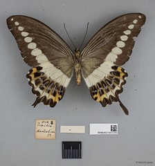 Papilio (Araminta) demolion demolion•&copy; Wan FA Jusoh•All Rights Reserved