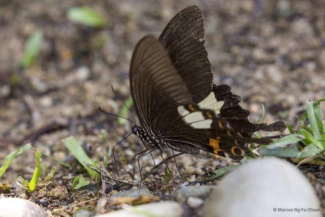 Papilio (Menelaides) helenus helenus•&copy; Marcus Ng Fu Chuan•All Rights Reserved
