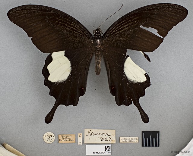 Papilio iswara•&copy; Wan FA Jusoh•All Rights Reserved