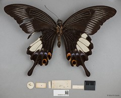Papilio iswara•&copy; Wan FA Jusoh•All Rights Reserved
