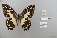 Papilio (Princeps) demoleus malayanus•&copy; Wan FA Jusoh•All Rights Reserved