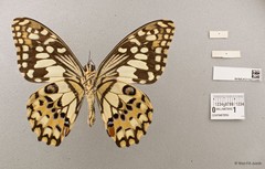 Papilio (Princeps) demoleus malayanus•&copy; Wan FA Jusoh•All Rights Reserved