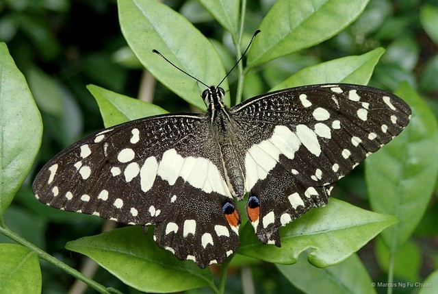 Papilio (Princeps) demoleus malayanus•&copy; Marcus Ng Fu Chuan•All Rights Reserved
