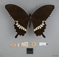 Papilio (Menelaides) polytes romulus•&copy; Wan FA Jusoh•All Rights Reserved