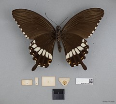 Papilio (Menelaides) polytes romulus•&copy; Wan FA Jusoh•All Rights Reserved