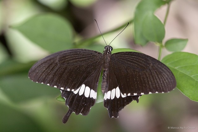 Papilio (Menelaides) polytes romulus•&copy; Marcus Ng Fu Chuan•All Rights Reserved