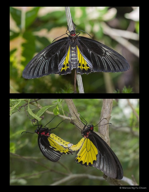 Troides (Troides) helena cerberus•&copy; Marcus Ng Fu Chuan•All Rights Reserved