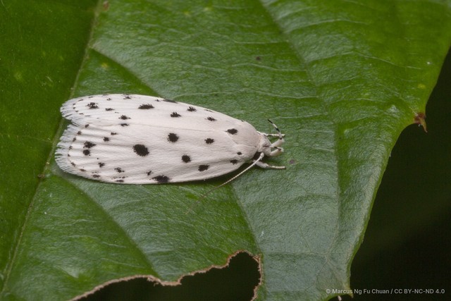 Odites albidella•&copy; Marcus Ng Fu Chuan•CC BY-NC-ND 4.0