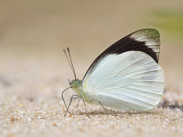 Appias indra plana•&copy; Gan Cheong Weei•CC BY-NC 4.0