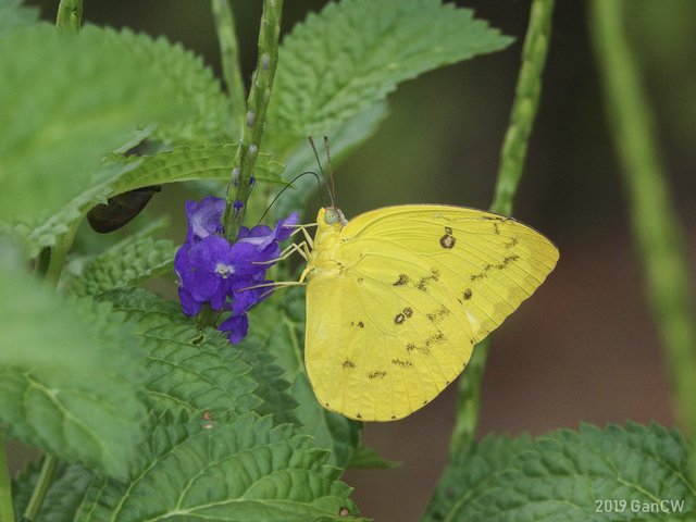 Catopsilia scylla cornelia•&copy; Gan Cheong Weei•CC BY-NC 4.0