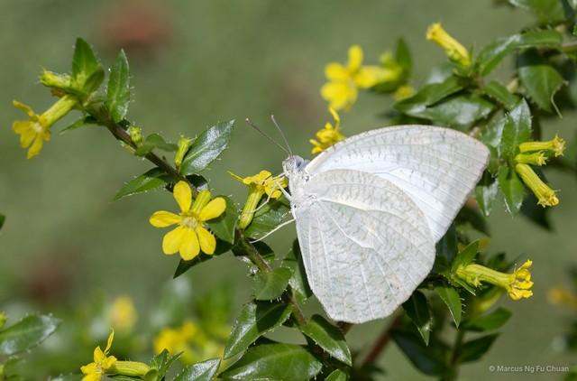 Catopsilia pyranthe pyranthe•&copy; Marcus Ng Fu Chuan•All Rights Reserved
