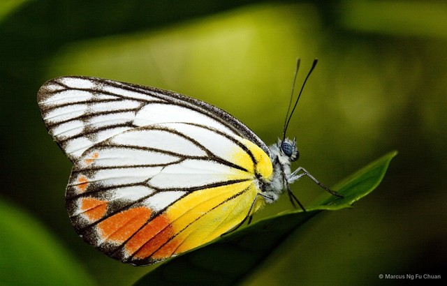 Delias hyparete metarete•&copy; Marcus Ng Fu Chuan•All Rights Reserved